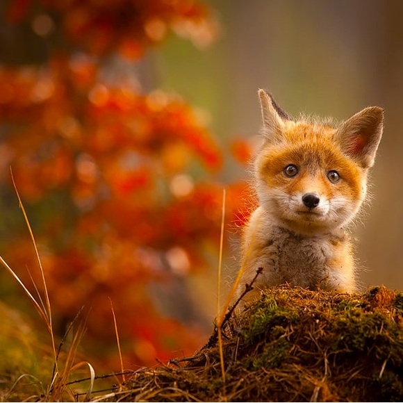 Happy Fall Shopping! - Picture 1 of 1